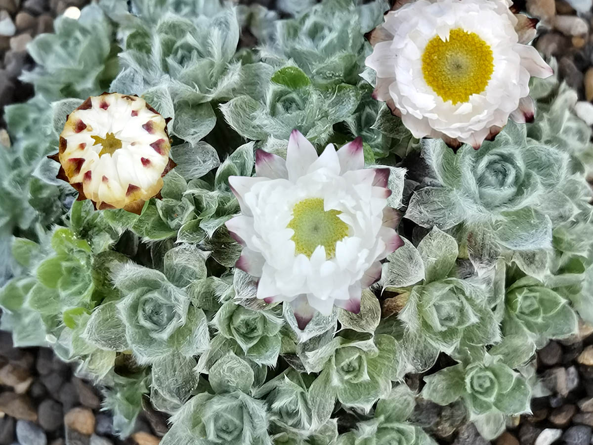 Helichrysum milfordiae
